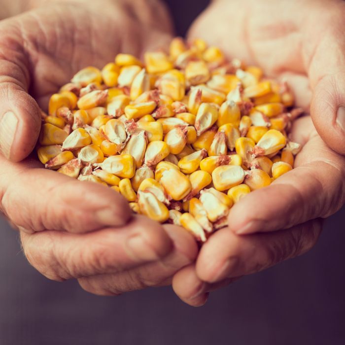 seed corn